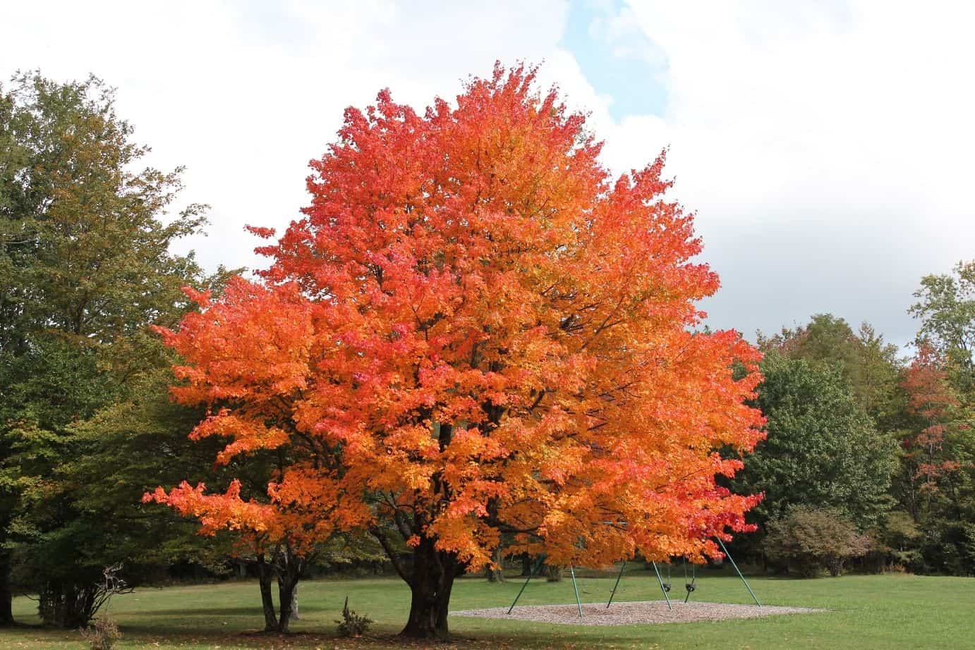 Maple