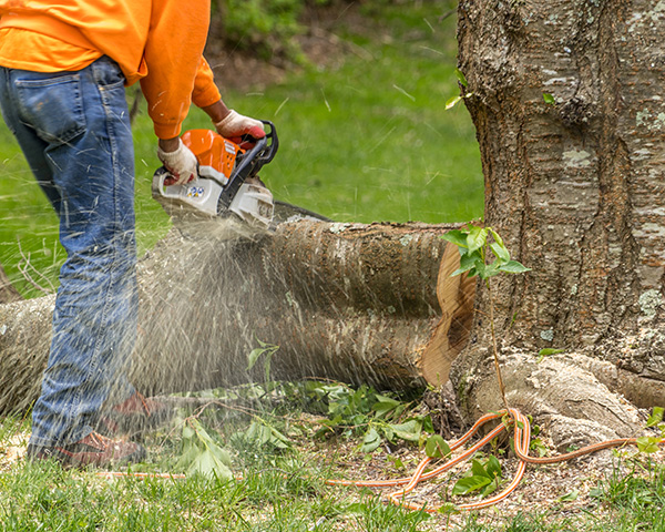 Cut Tree