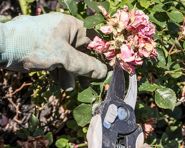 Deadheading