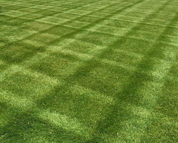 Lawn