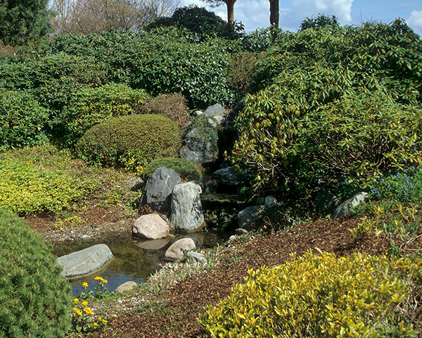 Rain Garden