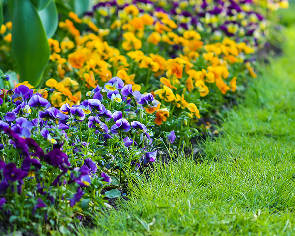 Spring Flowers