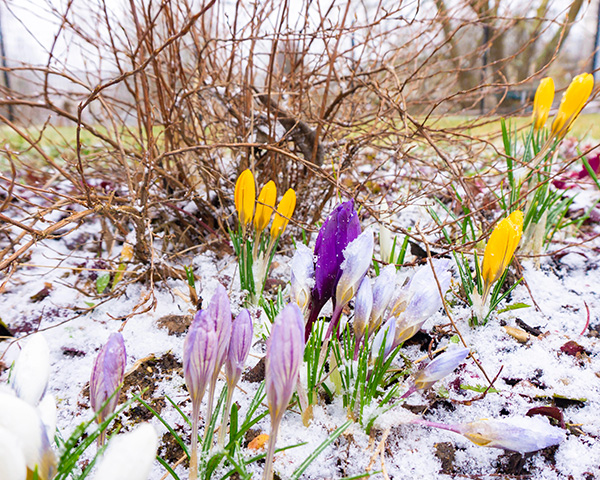 Spring