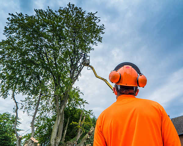 Tree Care