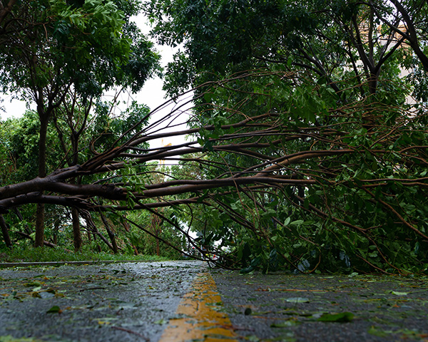 Tree On Road