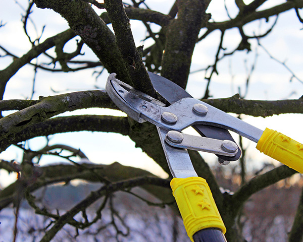 Tree Pruning