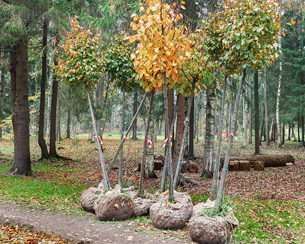 Tree Transplanting