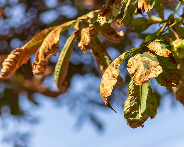 Tree Unhealthy