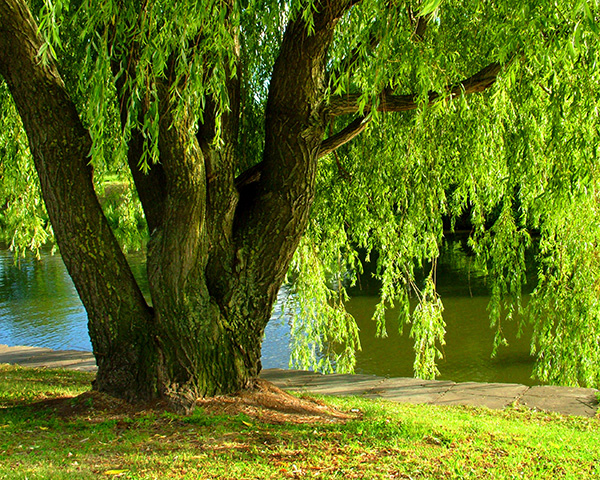 Willow Tree
