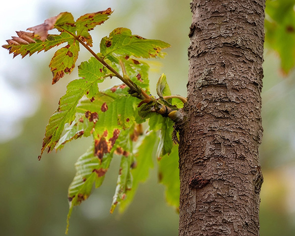 Yellowing Leaf